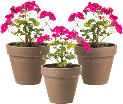 Flowerpot (900x600), Png Download