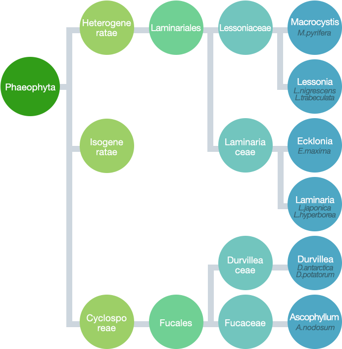 Seaweed As A Raw Material - Circle (690x717), Png Download