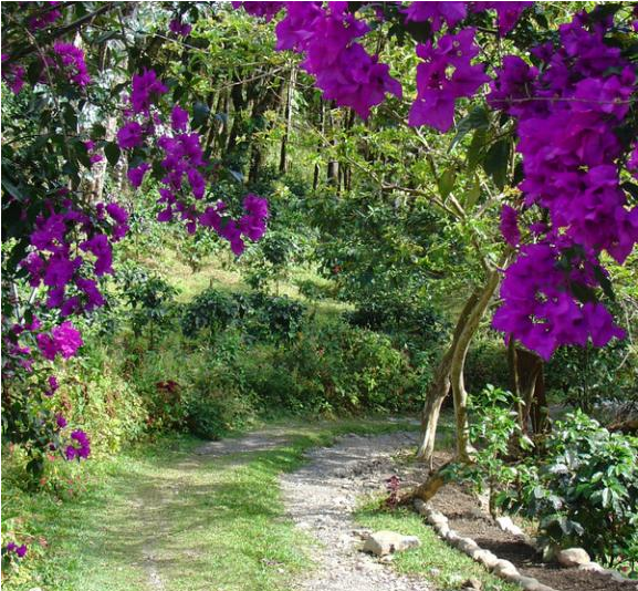 Charming House W/ Attached Loft Apt - Bougainvillea (800x533), Png Download