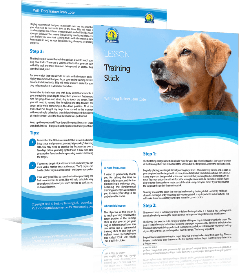 Share This Free Dog Training Lesson With Your Dog Loving - Labrador Retriever (888x1024), Png Download