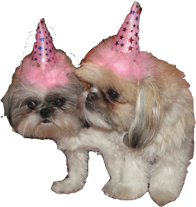Download Birthday Dog Png Pluspng Companion Dog Full Size Png Image Pngkit