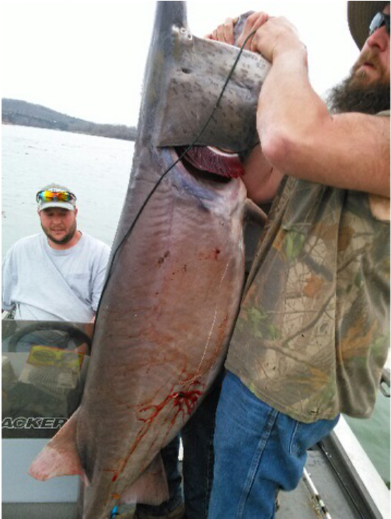 Belobraydic And Several Buddies Were Fishing The James - Jigging (1000x742), Png Download