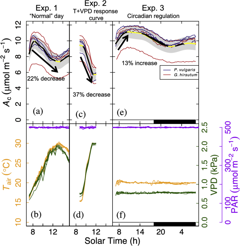 Circadian Regulation Affects Canopy-scale Co2 Fluxes - Diagram (850x862), Png Download