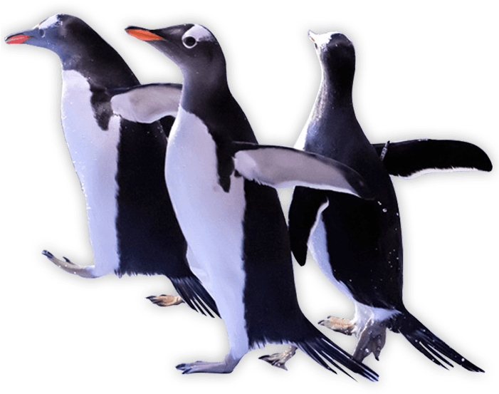 Download Penguins Png Transparent Images Transparent - Adã©lie Penguin (700x584), Png Download