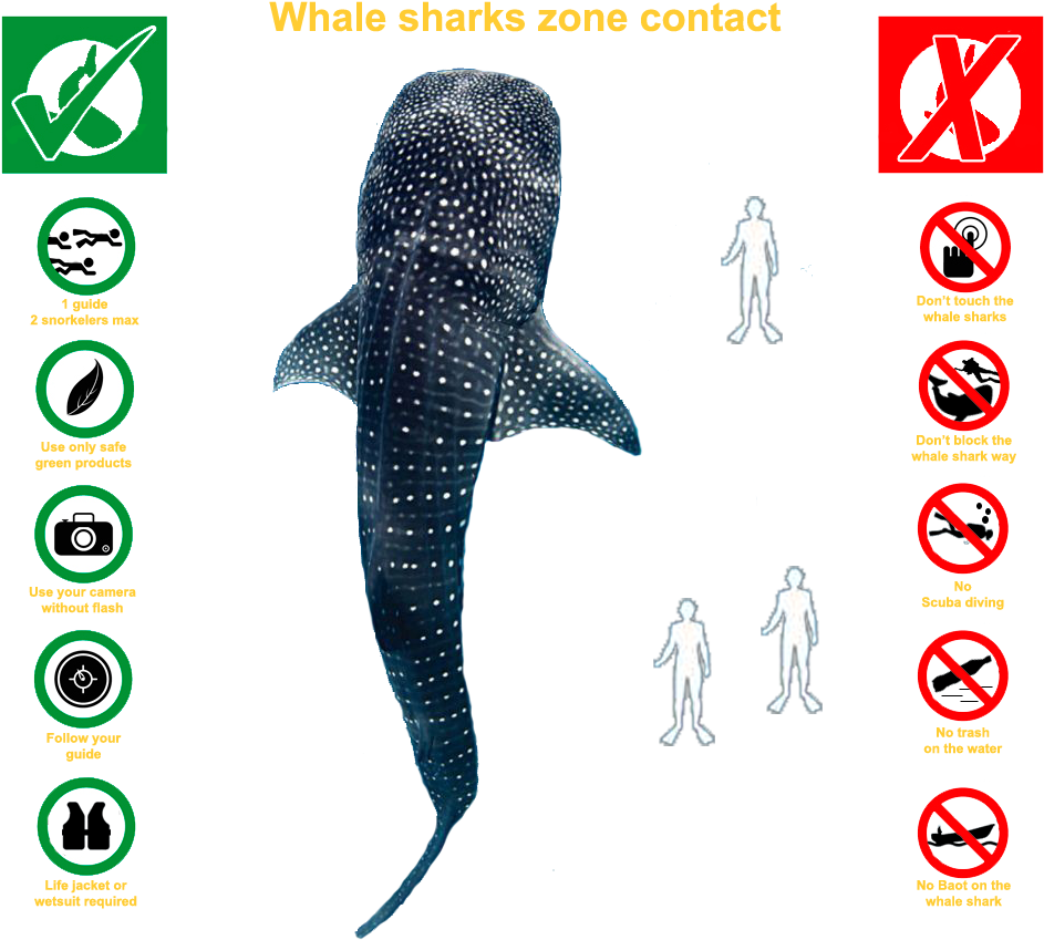 More Adventures - Fish (1000x879), Png Download
