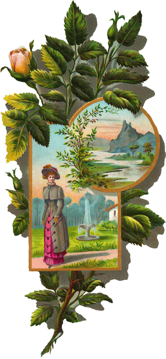 Rose Frame Clip Art - Gambel Oak (829x1600), Png Download