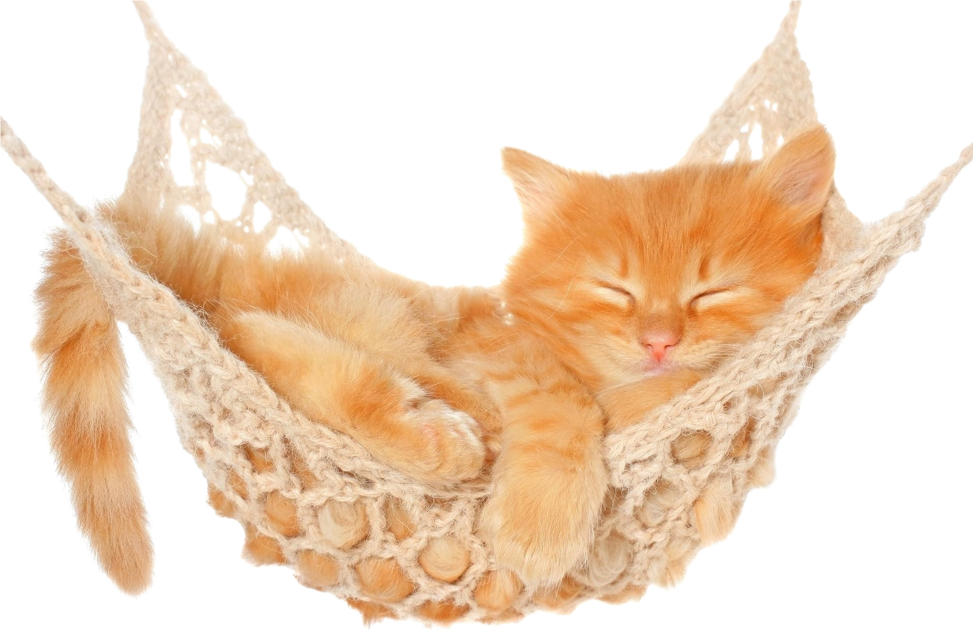 Sleeping Cat White Background (1920x1280), Png Download