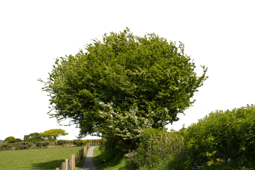 Free Png Pathway Png Png Image With Transparent Background - Plane (850x566), Png Download