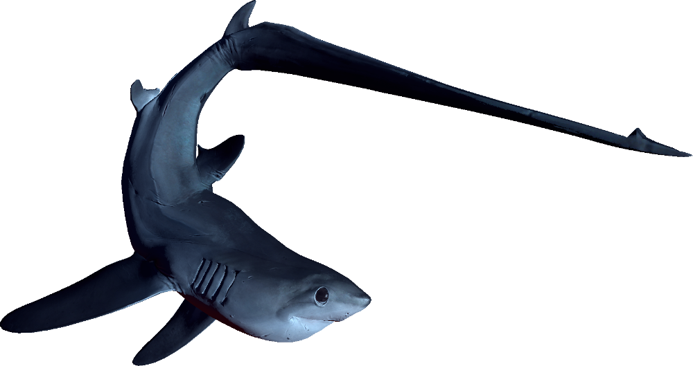 The Tiger By Mrunclebingo - Depth Game Thresher Shark (1000x529), Png Download