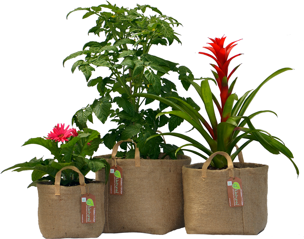 Biodegradable Organic Fabric Gardening Pot - Houseplant (1000x791), Png Download