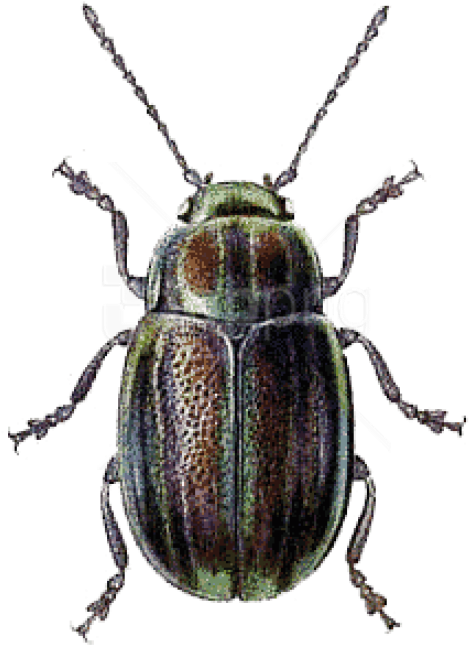 Free Png Download Beetle Green Brown Png Images Background - Beetle Clip Art (480x661), Png Download