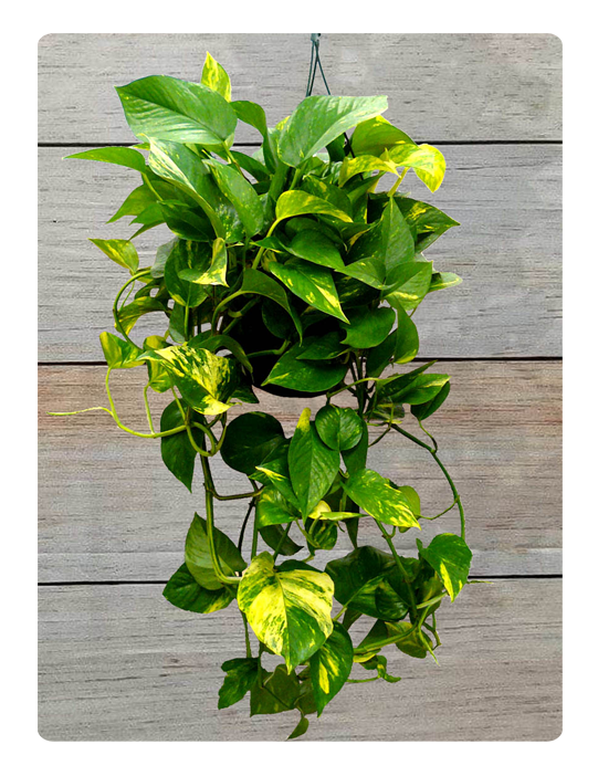 Hanging Pothos - Png Planter (600x725), Png Download