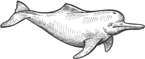 Dolphin - Common Bottlenose Dolphin (866x650), Png Download