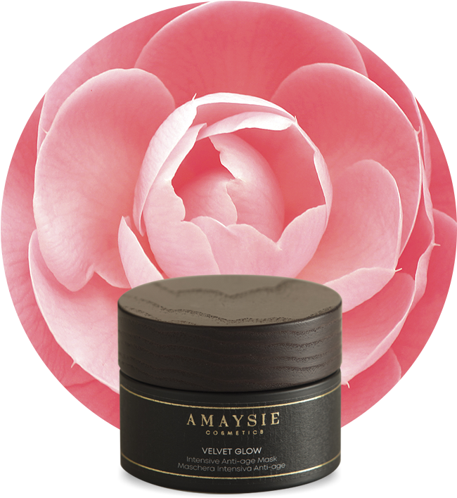 Velvet Glow - Japanese Camellia (700x800), Png Download