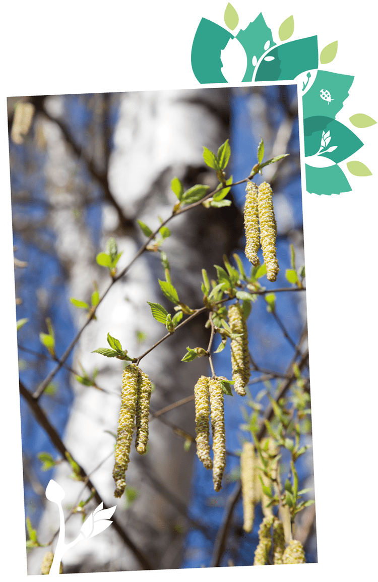 About Treevitalise Organic Birch Water - Hazel Alder (750x1154), Png Download