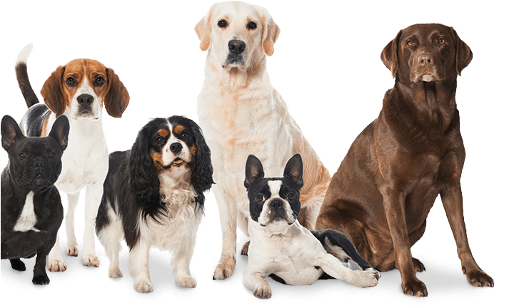 Pielęgnacja - - Hunde Aus Filmen (712x440), Png Download