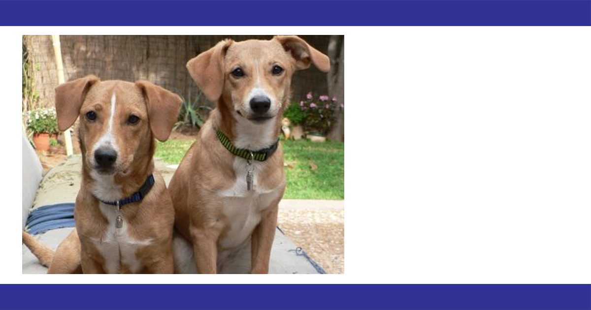 Fogo Webheader - English Foxhound (1200x630), Png Download