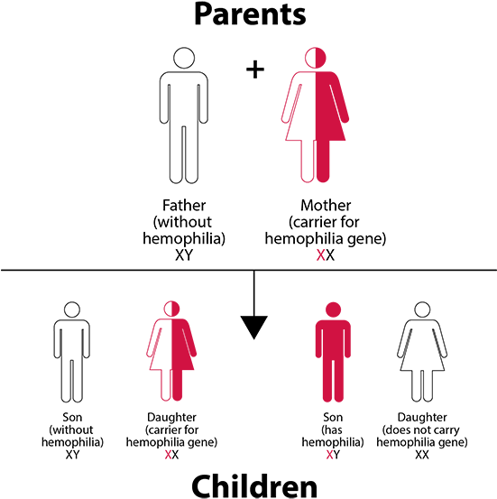 Download Hemophilia Inheritance Pattern Chart - Save The Children ...