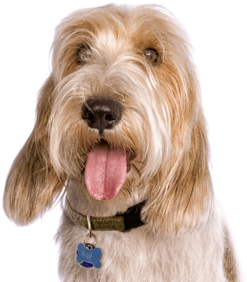 Petit Basset Griffon Vendeen - Companion Dog (565x585), Png Download