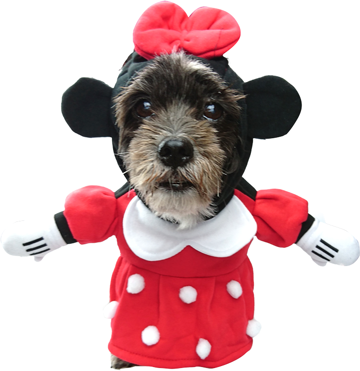 Disney Pet Dog Costume Small Toy Story Buzz Lightyear - Minnie Mouse (800x800), Png Download