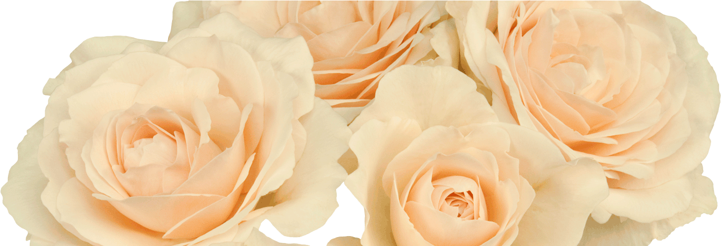 Garden Roses (1488x496), Png Download