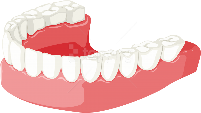 Free Png Download Lower Jaw Clipart Png Photo Png Images (850x477), Png Download