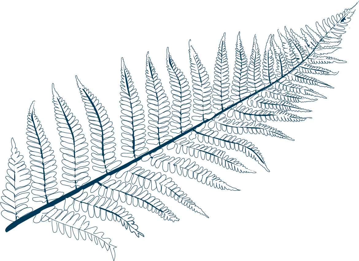Polypodium Californicum - Line Art (1210x856), Png Download