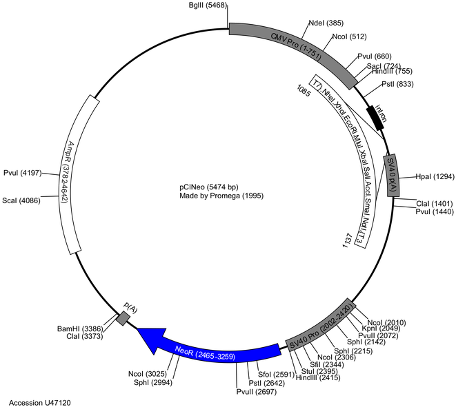 686 X 600 4 - Plasmid Map (686x600), Png Download