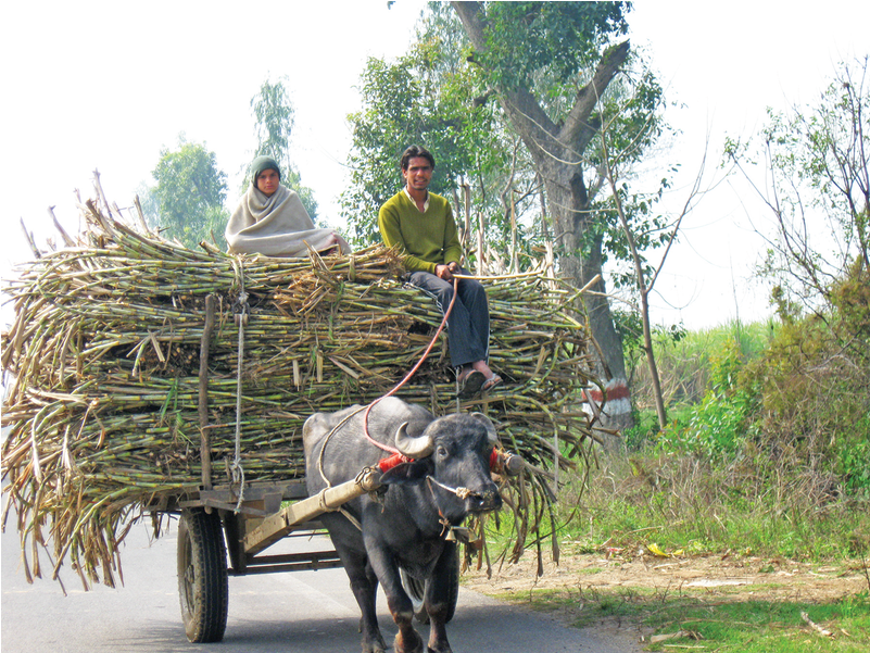An Ox Cart Carries Sugarcane To Market (1000x600), Png Download