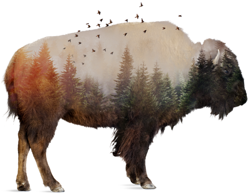 Native Americans Use Every Part Of Buffalo (1024x887), Png Download