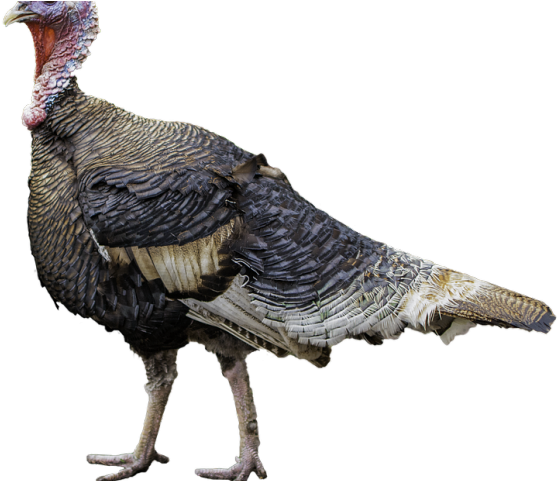 Turkey Bird Png Transparent Images - Turkey (640x480), Png Download