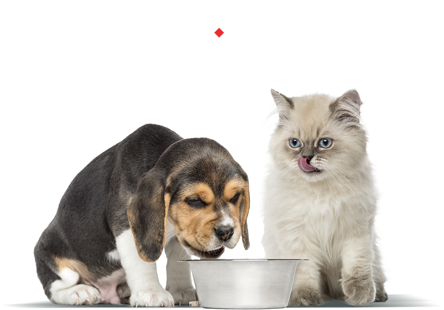 Dog And Cat Png - Cat And Dog Eating Petfood (900x637), Png Download