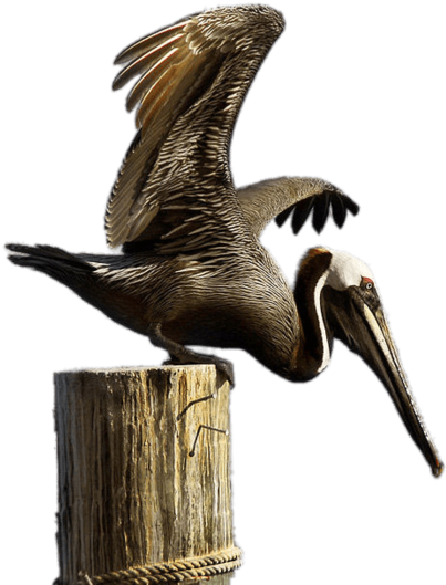 Brown Pelican On Boulder - Brown Pelican Png (800x534), Png Download