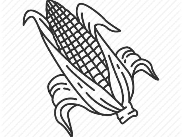 Drawn Corn Corn Stalk - Illustration (640x480), Png Download