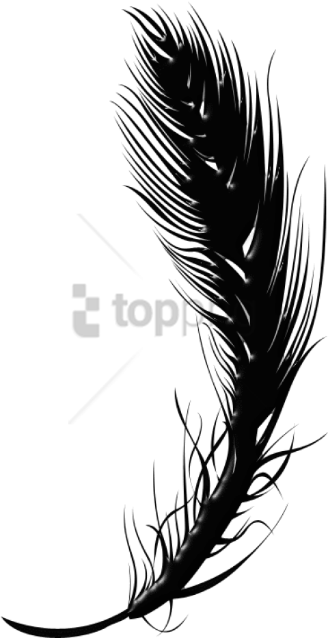 Free Png Black Feather Pen Png Image With Transparent - Black Transparent Feather Png (480x932), Png Download