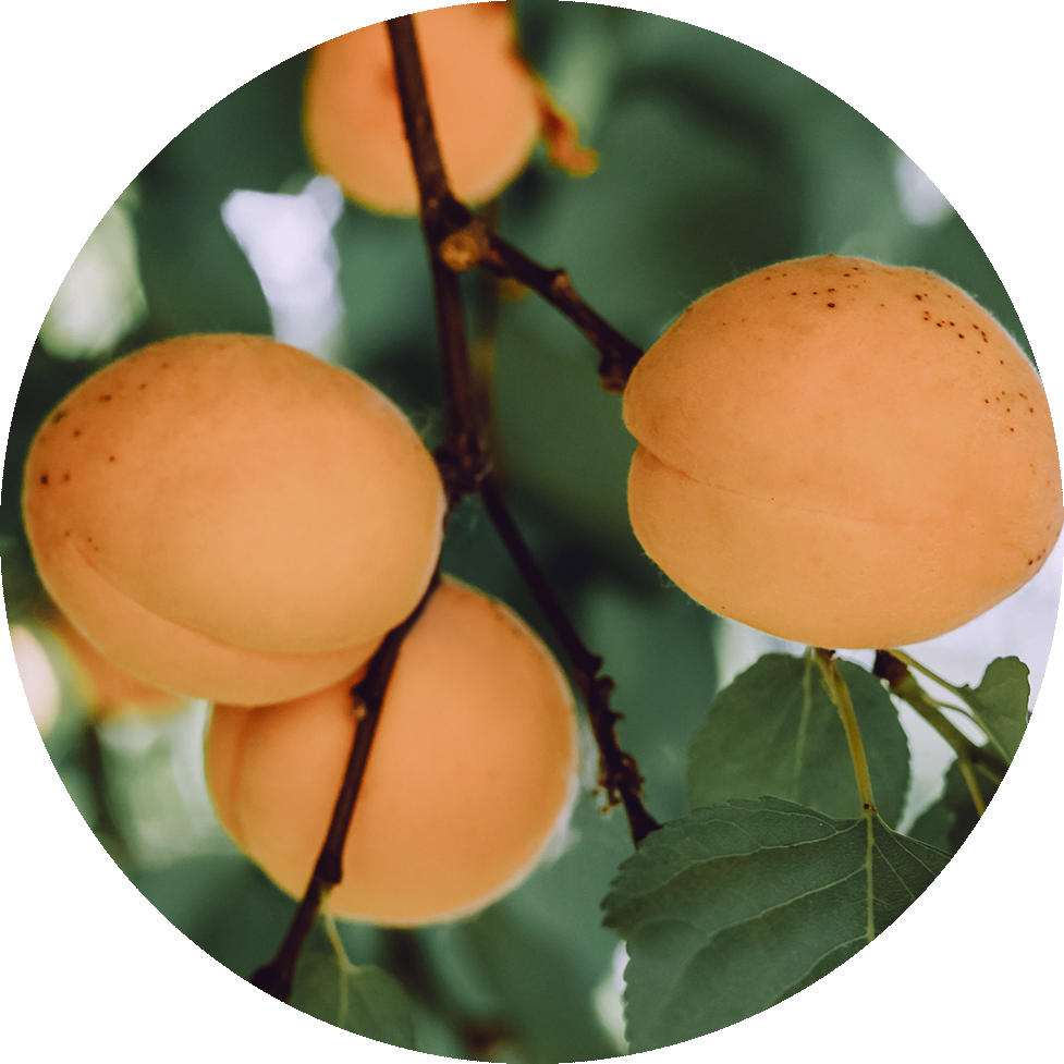 Apricot (977x977), Png Download