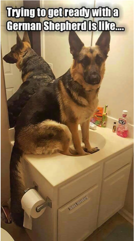 Author Cleanmemesposted On March 29, 2019 February - Funny Cute German Shepherd (800x800), Png Download