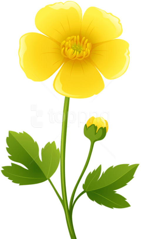 Free Png Download Yellow Flower Transparent Png Images - Buttercup Clipart (480x814), Png Download
