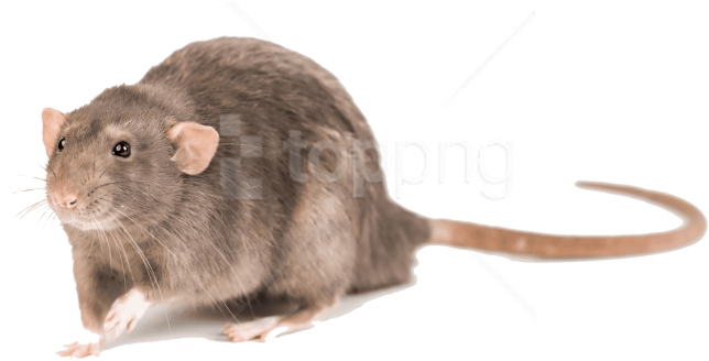 Free Png Mouse Photo Png Images Transparent - Brown Rat (850x731), Png Download