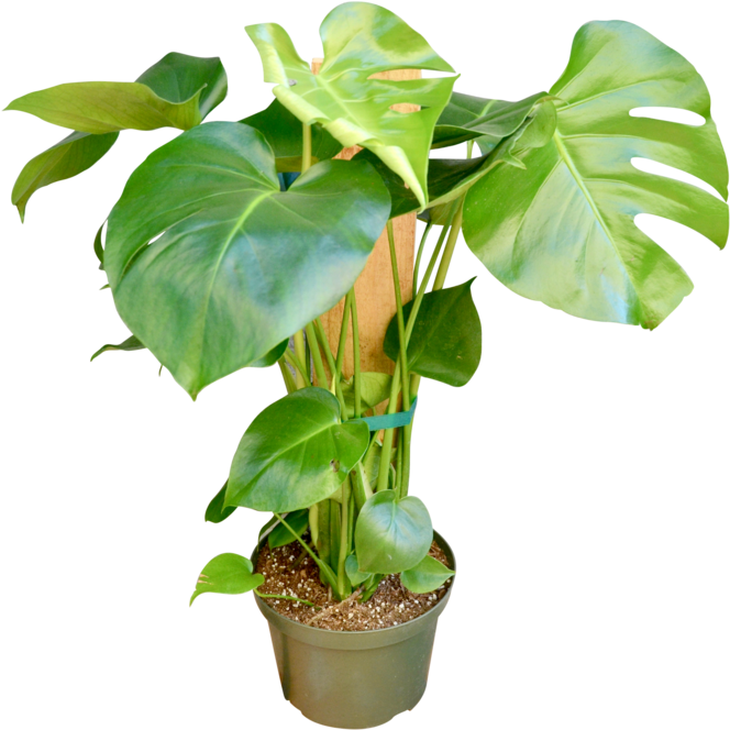 Philodendron 'monstera' - 8" Pot - Flowerpot (1057x700), Png Download