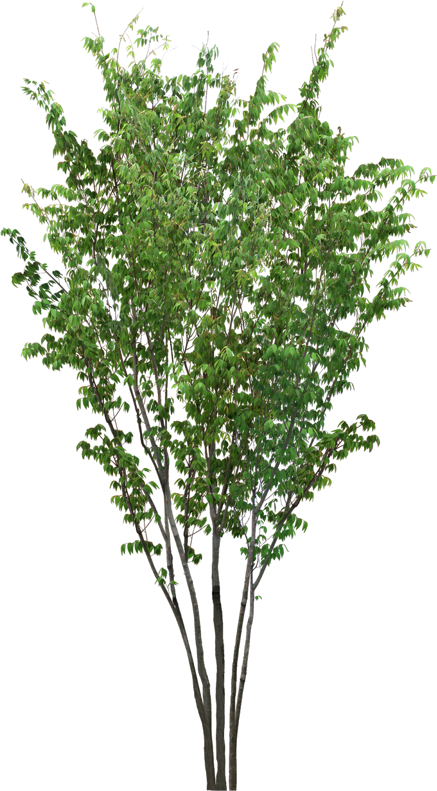 Pin By Ar - 植 栽 Png (1060x1600), Png Download