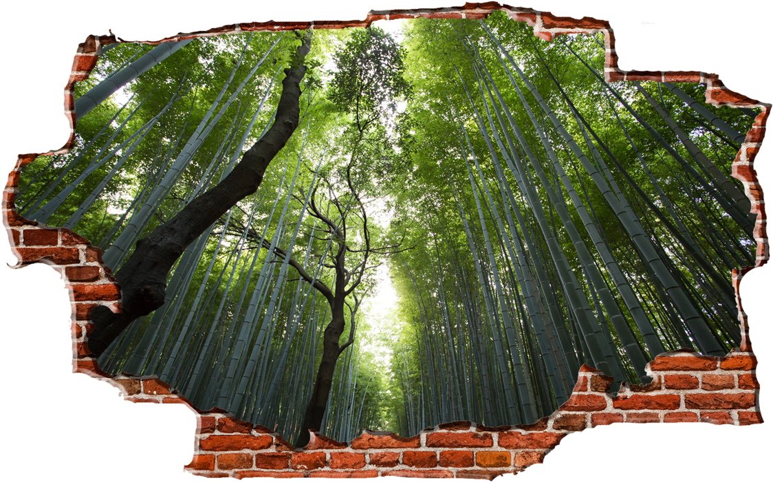 Zapwalls Decals Green Birch Tree Forest Breaking Wall - Jvc Lt50vf30k (1280x750), Png Download