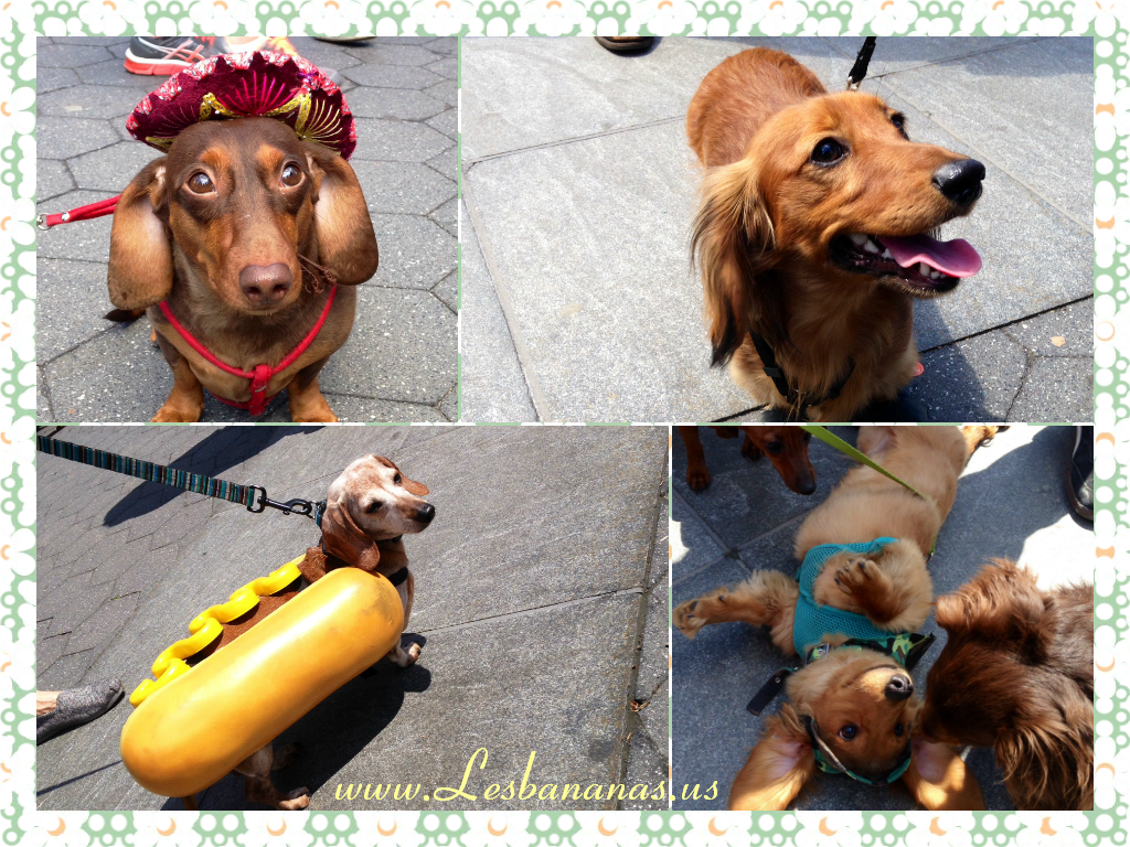 Dachshund Are A Special Breed And They Have Some Of - Dachshund (1024x768), Png Download