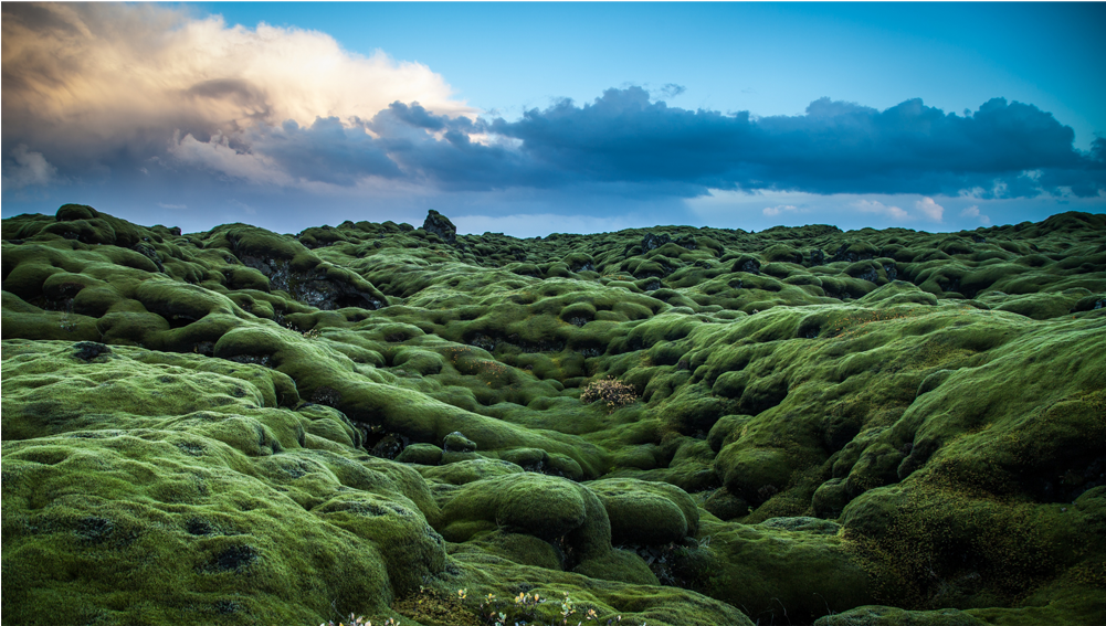 Grass Hill Png (1000x1000), Png Download
