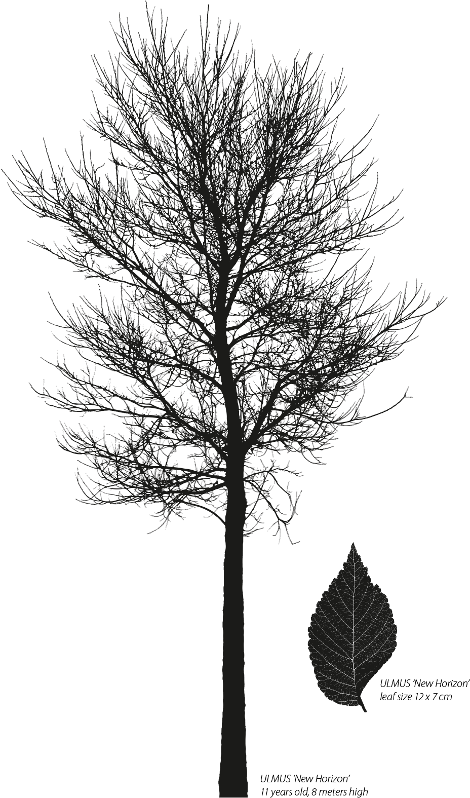 Ulmus Resista New Horizon (948x1600), Png Download