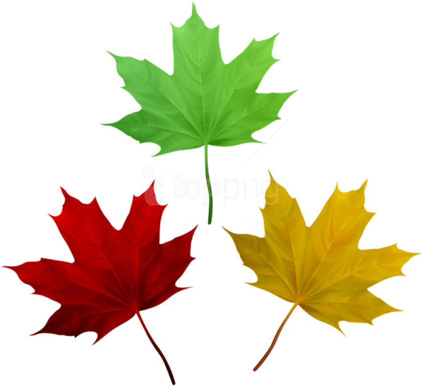 Free Png Download Fall Leaves Set Clipart Png Photo - Maple Leaf (850x775), Png Download