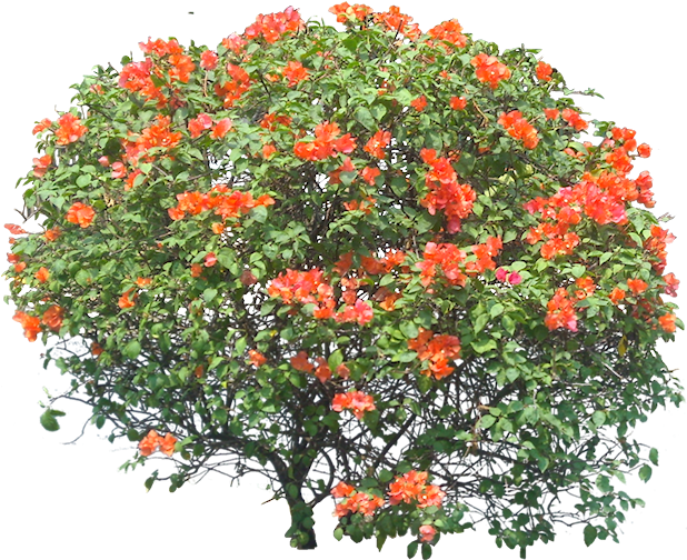 2 M - Bougainvillea Spectabilis Png (627x526), Png Download