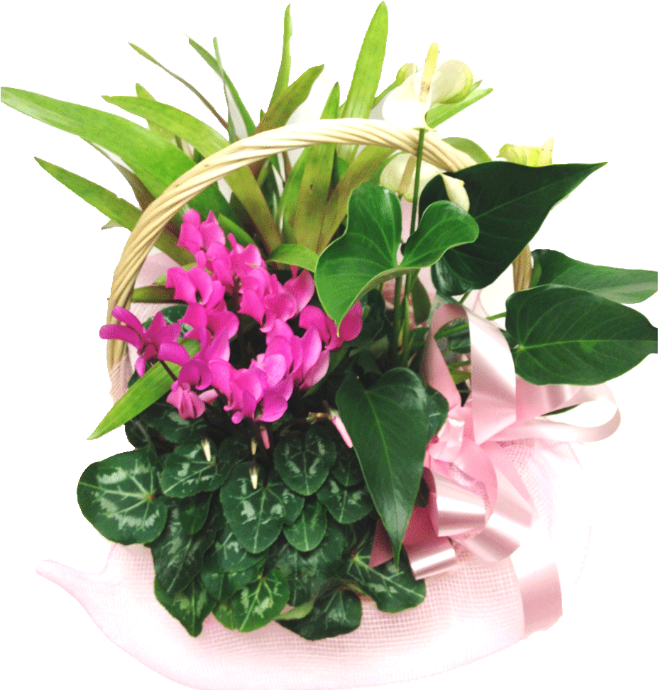 Basket Of Plants - Bougainvillea (1000x1000), Png Download