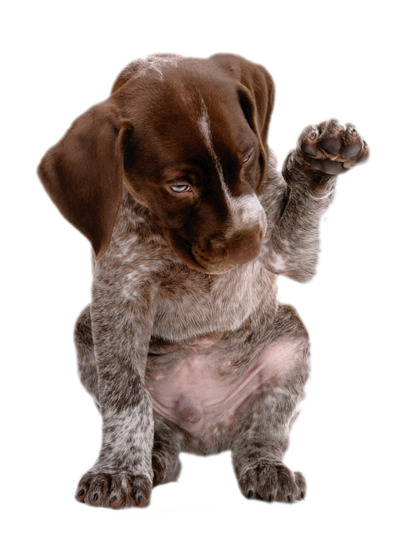 Chiens Psy Naši Domáci Miláčikovia, Pes Mačka, Psíky, - German Shorthaired Pointer Gif (574x800), Png Download