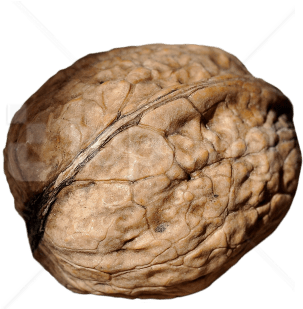 Free Png Walnut Png Images Transparent - Oak (850x565), Png Download